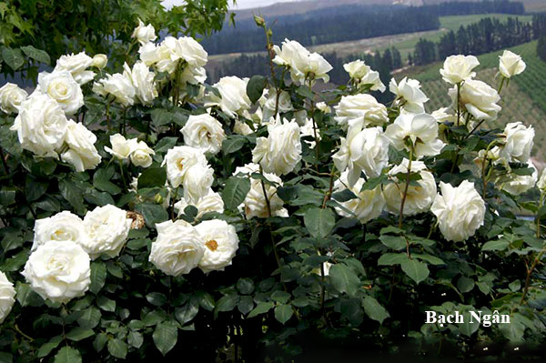 Bộ sưu tập hoa hồng trắng đẹp